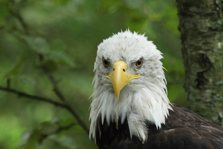 Amerikaanse Zeearend 