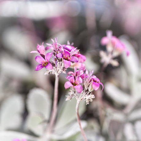 Bloem