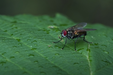 Hydrophoria lancifer