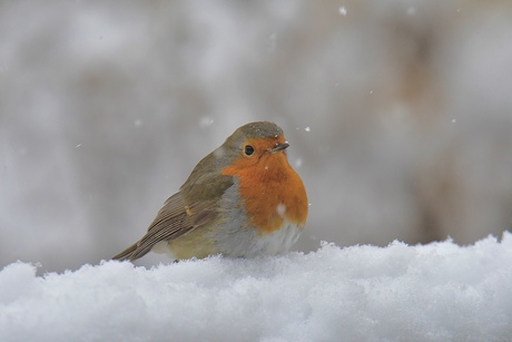 Vlekje in de sneeuw..