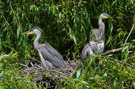 Woelig nest