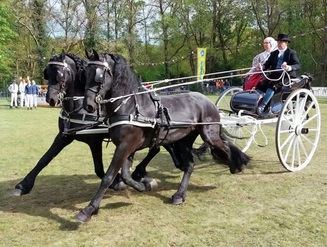 Tuigpaardenconcours 2022