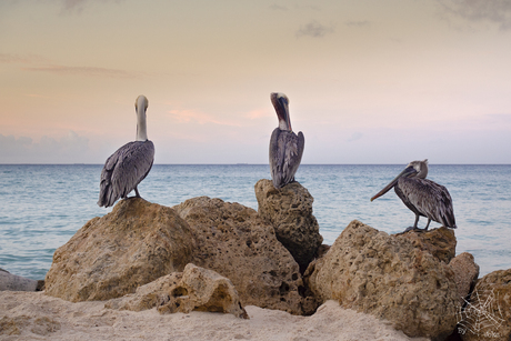 Bruine pelikanen op Aruba
