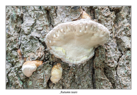 Autumn tears