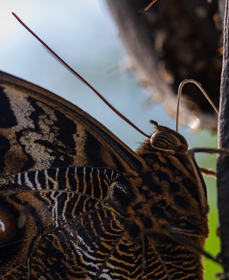 Vlinder close-up 