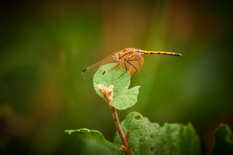 Orange dragonfly.