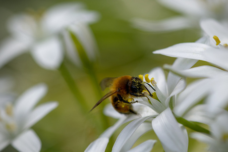 Snoepwinkel in de tuin