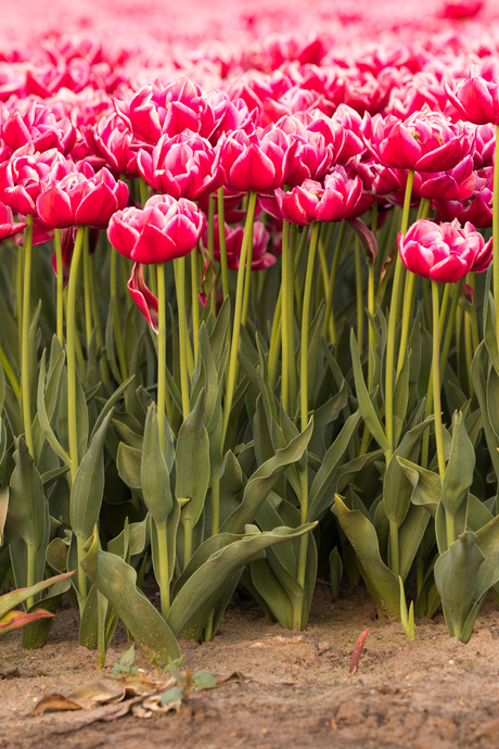 Tulpen 