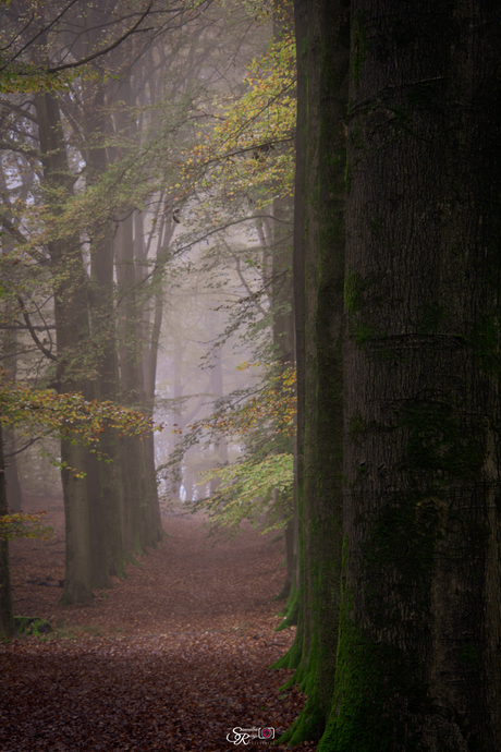 Mist tussen de bomen