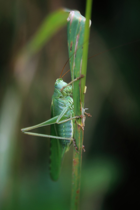 Grote groene Sabelsprinkhaan
