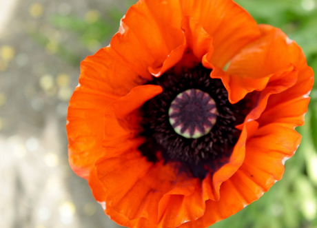 Papaver