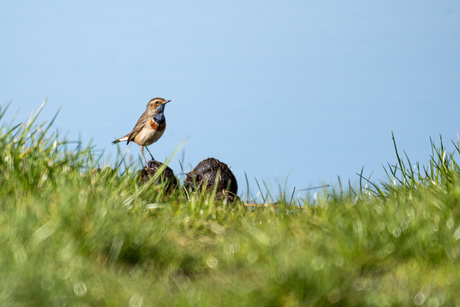 Blauwborst
