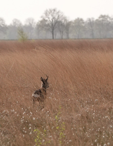 Een ree in het hoge gras!🦌🌿😊
