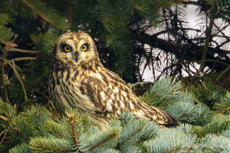 om verliefd op te worden............