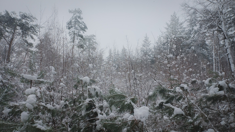 Mooie grijze winterdag