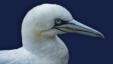 Northern gannet, Basstölpel, Jan-van-gent, Morus bassanus