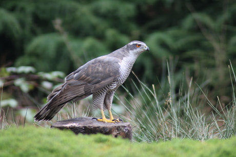 Wildlife