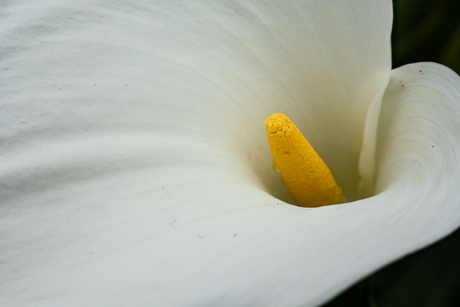 zantedeschia calla detail