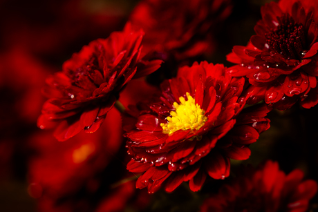 Chrysanten 