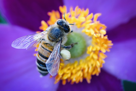 Iets met bloemetjes en bijtjes