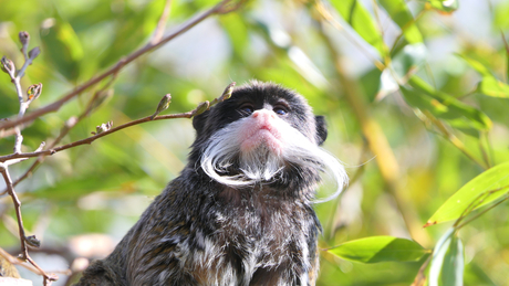 Keizertamarin