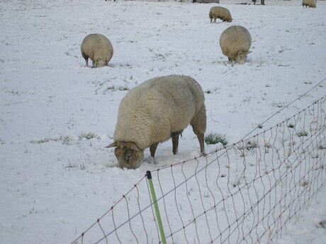 schaapjes in de sneeuw