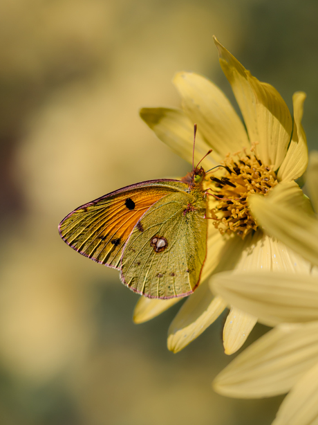 Oranje Luzernevlinder