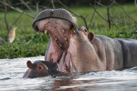 Hippo Kenia