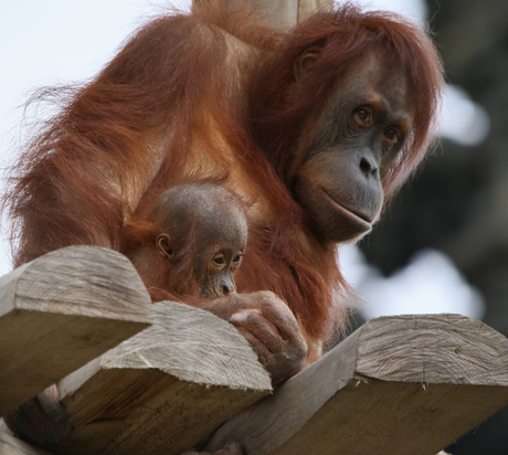 Borneo orang oetan