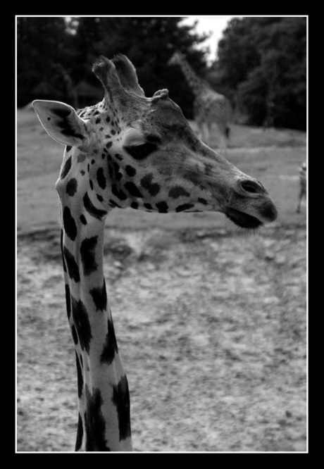 Giraffe