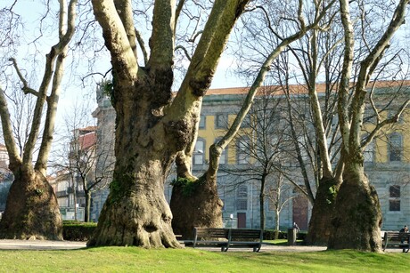 OUDE BOMEN