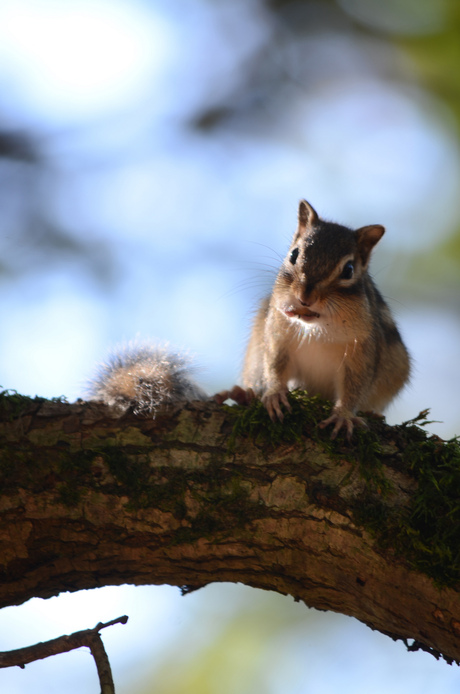 Ik ben net klaar met eten