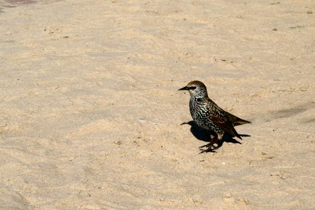 Strandvogel