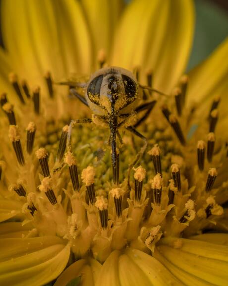 Bee close to me