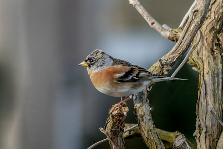 Keep ik heb je .....