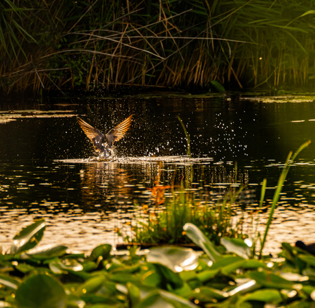 Golden wings