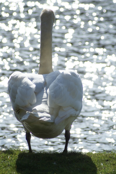 The back of a swan