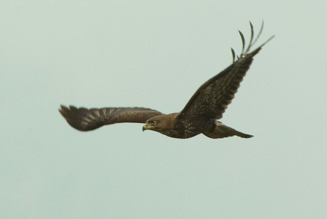 Eindelijk een Buizerd