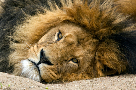 Sleepy Lion