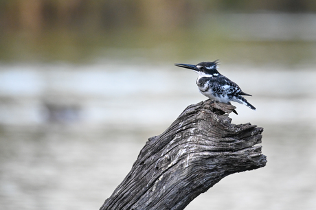 Bonte ijsvogel