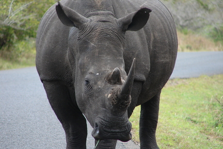 Rhino close-up