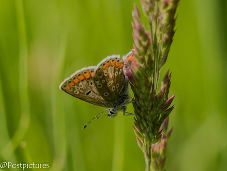 Little Butterfly