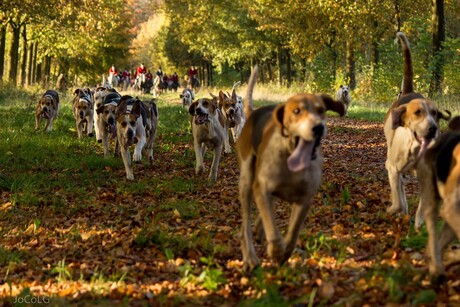 Hounds and huntsmen