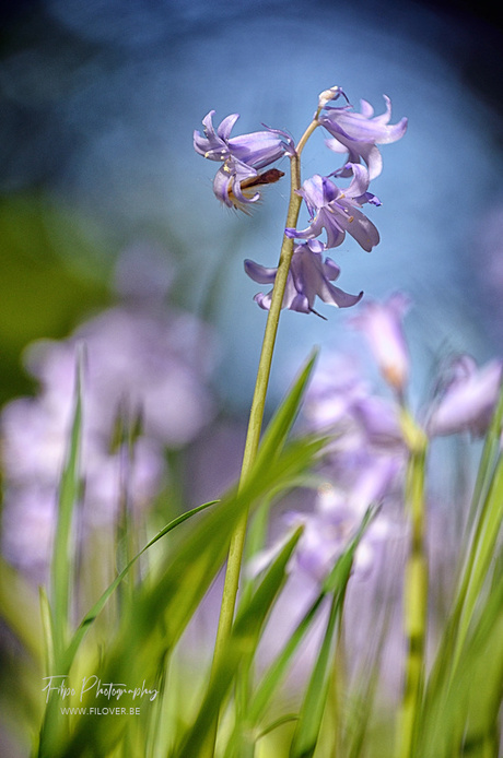 Lente
