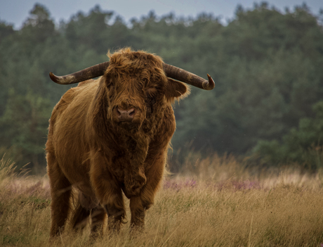 knipoog van een rund!