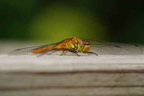 Libelle in de achtertuin