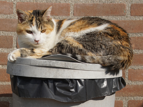 Dustbin cat