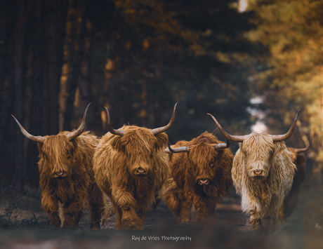 The boys are back in town