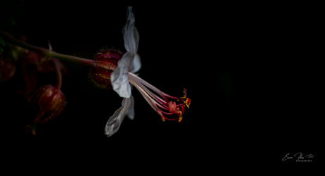 Geranium in het donker