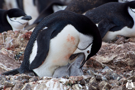 Antarctica - Mum chinstrap feeding chick